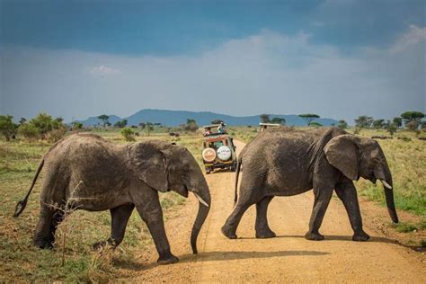 Tansania Tage Safari Tarangire Serengeti Ngorongoro Getyourguide