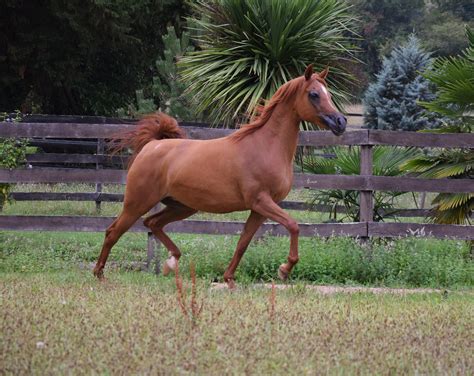 Tchaata Arabians