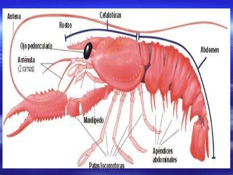 Crustaceos Caracteristicas