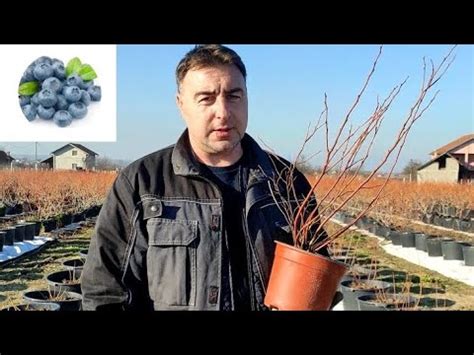 How To Prune Blueberries After Planting Kako Orezati Borovnicu Nakon