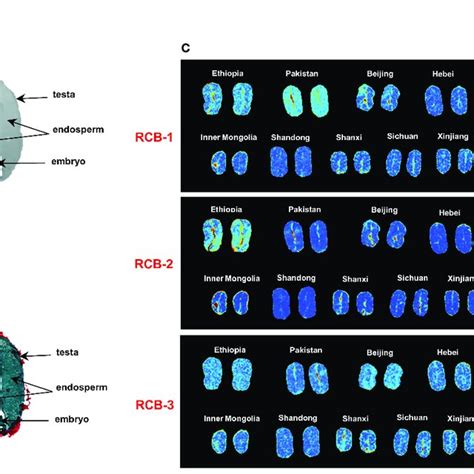 Maldi Msi Analysis Of Rcbs In Positive Ion Mode In Castor Bean Download Scientific Diagram