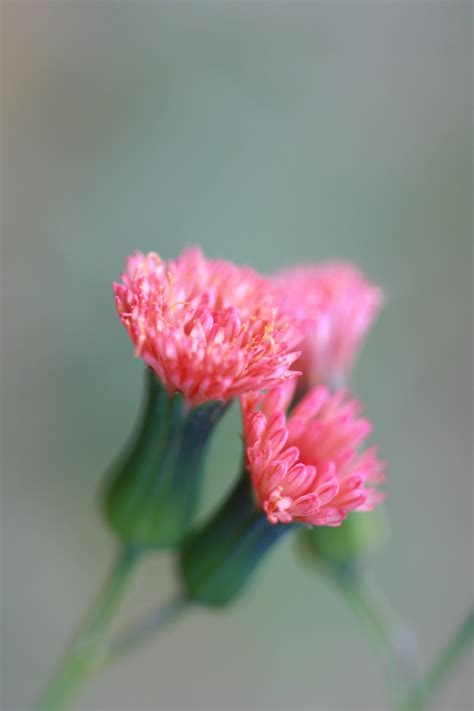 Native Florida Wildflowers Florida Tasselflower Emilia Fosbergii