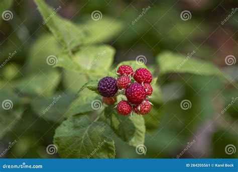 The Black Raspberry Rubus Occidentalis Stock Image Image Of Garden Growing 284205561