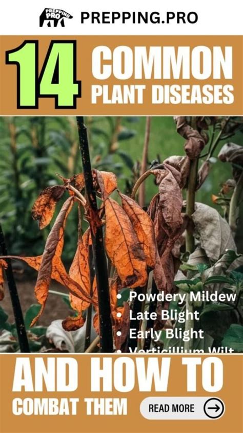 14 Common Plant Diseases And How To Combat Them Prepping Pro