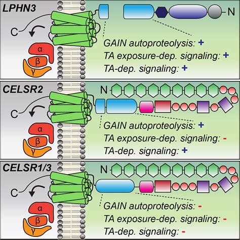 The Adhesion GPCRs CELSR13 And LPHN3 Engage G Proteins Via Distinct