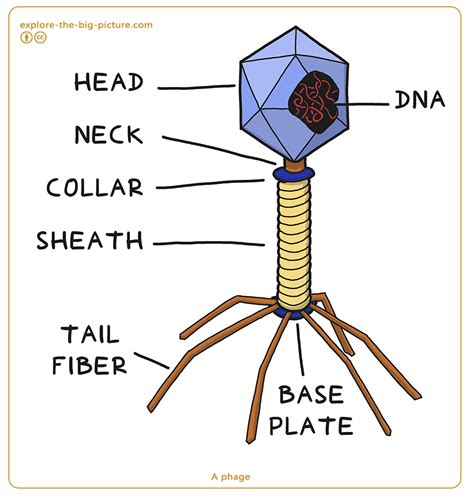 Technology Biotechnology A Phage Bacteriophage Collar Sheath Tail