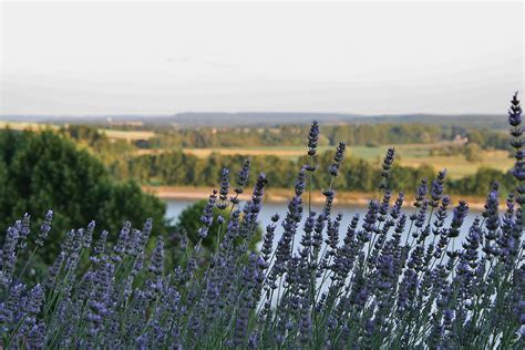 Лаванда Нормандия (68 фото) - фото - картинки и рисунки: скачать бесплатно