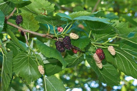 Morus Alba White Mulberry