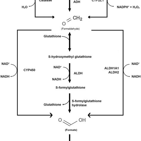 Metabolism Of Methanol And Its Metabolites In The Human Body Download Scientific Diagram