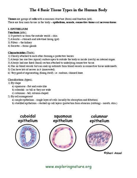 Tissue Types Worksheet For 4th 8th Grade Lesson Planet