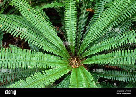 Crown Fern South Island New Zealand Stock Photo Alamy