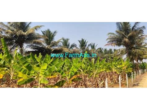 Acres Coconut Farm For Sale Near Nanjangud Nanjangud Mysore