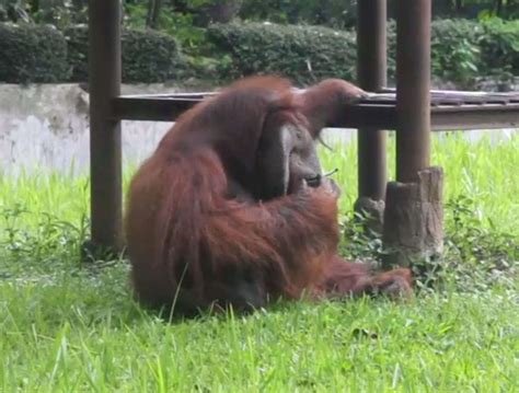 Indonesia Zoo Orangutan Caught Smoking Cigarette Visitor Threw into ...