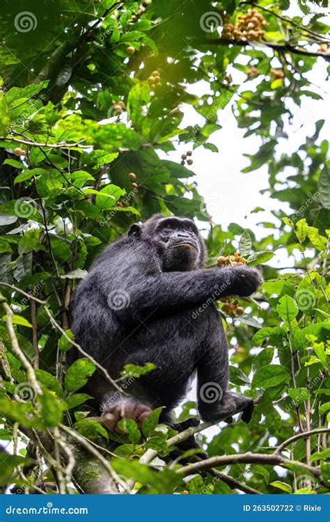 Adult Chimpanzee Pan Troglodytes Eats Fruit In The Tropical