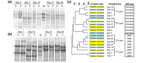 Denaturing Gradient Gel Electrophoresis Dgge Separation Of 16s Rrna Download Scientific