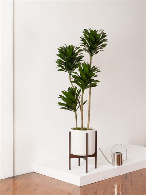 Dracaena Compacta Care Guide — Plant Care Tips And More · La Résidence