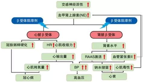 治疗肥厚性心肌病的核心药物——β受体阻滞剂的应用（上篇）肥厚型心肌病肥厚型心肌病治疗方式 好大夫在线