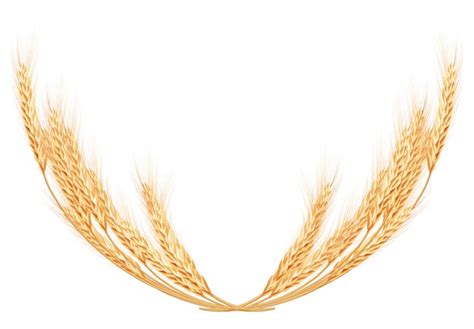 Premium Vector Wheat Spikes On White Template