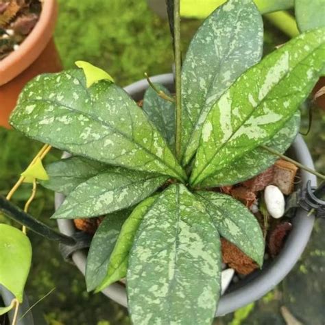 Rare Hoya Pandurata Tsiang Silver For Sale Happyforeststore