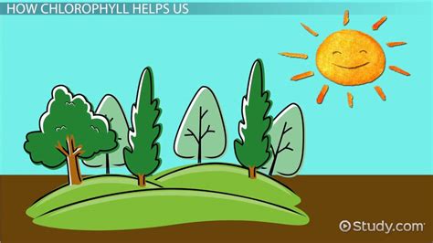 Chlorophyll Lesson For Kids Lesson