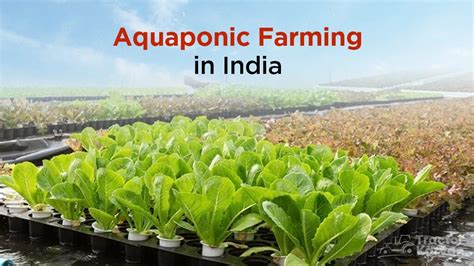 Aquaponic Farming In India An Ultimate Guide Tractorkavan