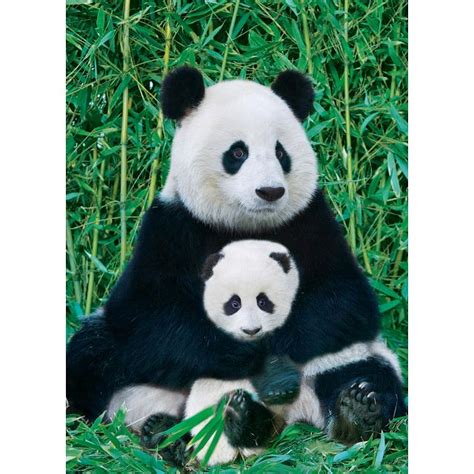 Panda and Baby | Jigsaws | Puzzle Master Inc