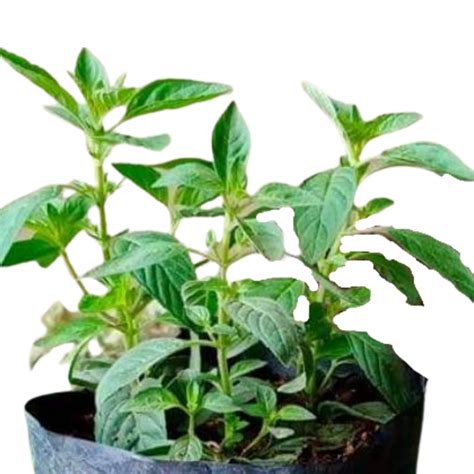 lemon mint affordable indoor plants manila