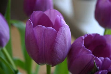 Tulipan Kwiat Lila - Darmowe zdjęcie na Pixabay