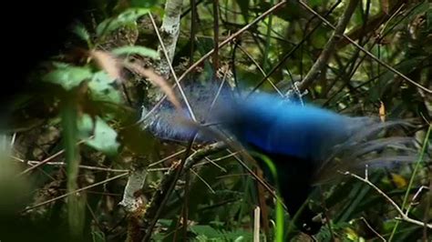 Blue Bird of Paradise | Nature | THIRTEEN - New York Public Media