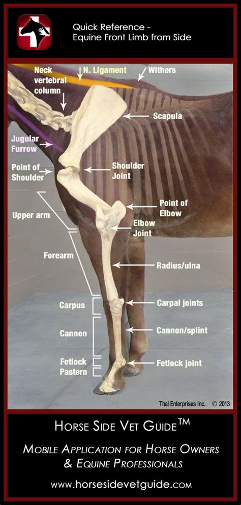 horse side vet guide equine health   palm   hand