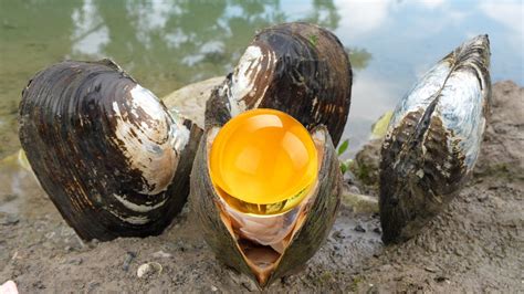 Wowthe Pearl Of Red Gold The Girl Discovered A Giant Clam With