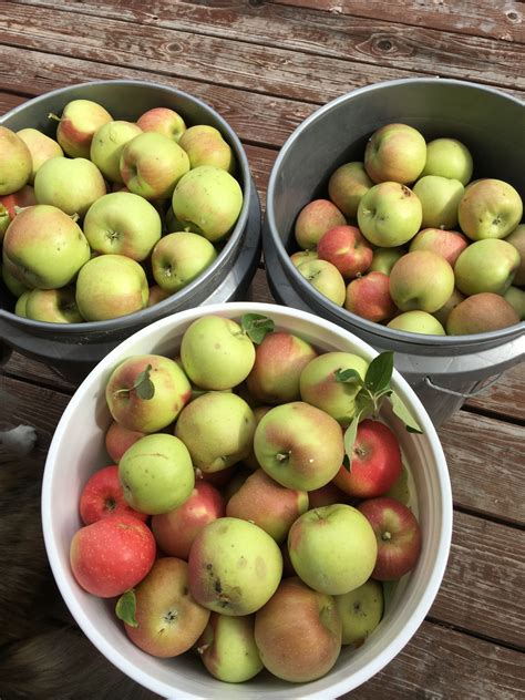 Gratis billeder æble natur gård frugt efterår frugthave Land