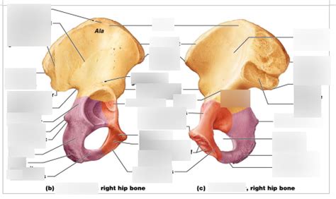 Ischium And Markings Diagram Quizlet