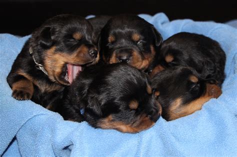Rottweiler Puppies 1 Week Old