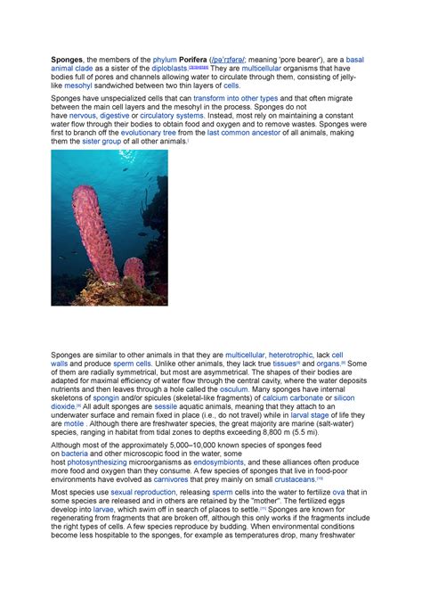 Sponges Short Note For Bsc Zoology Students Sponges The Members Of