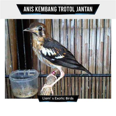 Jual Burung Anis Kembang Trotol Jantan Pilihan Jakarta Timur Liam