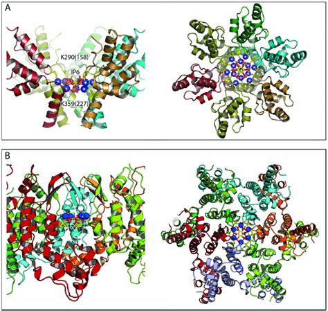 Immature And Mature HIV Capsid Hexamers In Complex With IP6 A