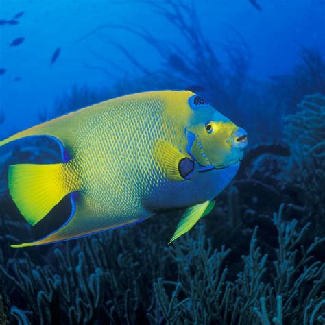 Peixe anjo rainha características habitat reprodução e alimentação