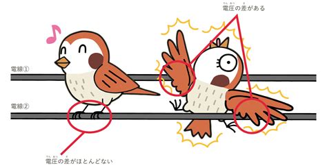 電線に鳥が止まっても、感電しないのはなぜ？？ 電気のレスキュー隊ブログ