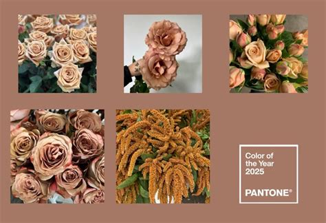 Mocha Mousse The Color Of The Year 2025 Florabundance Wholesale Flowers