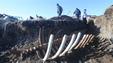 Skeleton of extinct sea cow found in the Russian Far East - Russia Beyond