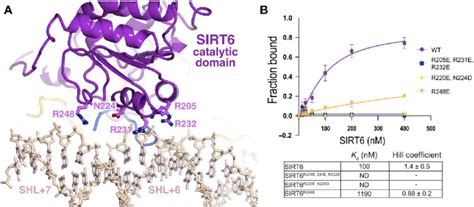 The Sirt6 Catalytic Domain Interacts With Nucleosomal Dna A