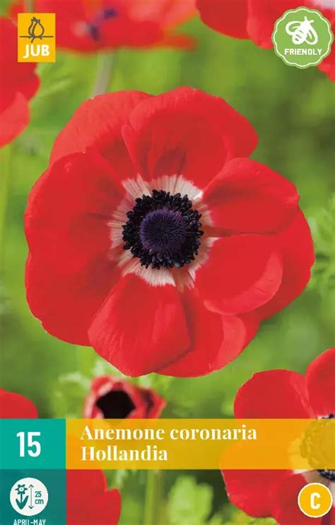 Anemone Cor Hollandia Tuincentrum Van Ee Groot Assortiment Aan Groen