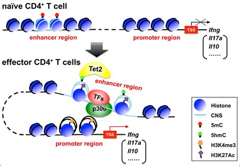 Tet2 Breaking Down Barriers To T Cell Cytokine Expression Immunity