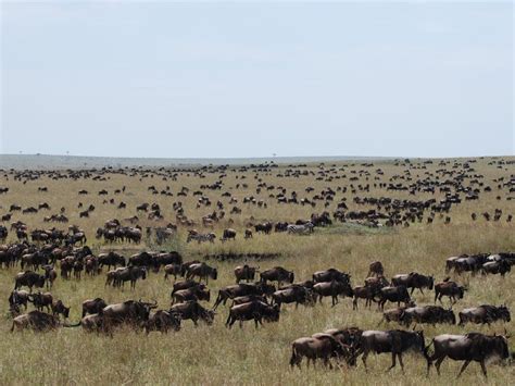 African Savanna Physical Geography National Geographic Society