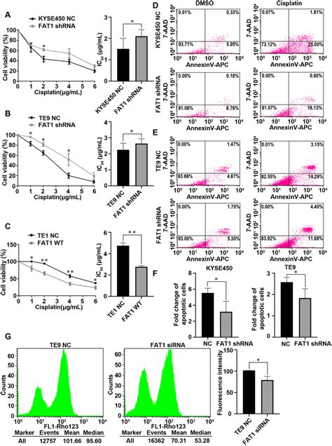 FAT1 Knockdown Enhances The Resistance Of ESCC Cells To Cisplatin AC