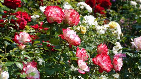 20 Most Beautiful Grandiflora Roses for Your Home Garden