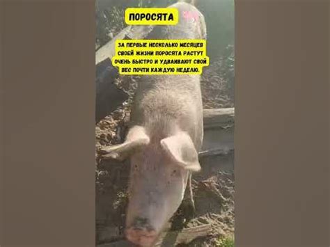 Поросята хищники или травоядные? #факты #животные #поросята #свинья # ...