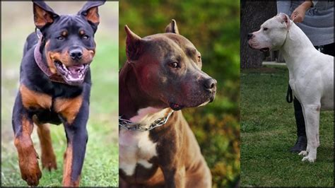 Karnataka High Court Stays Centre’s Ban On 23 Breeds Of 'Ferocious Dogs'