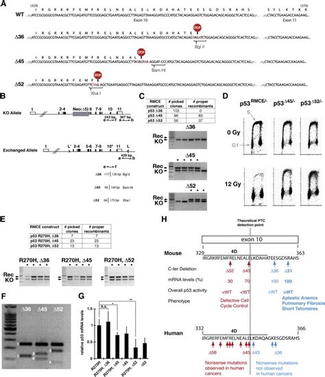 Impact Of Nonsense Mutations In The Exon 10 Of The Mouse And Human P53